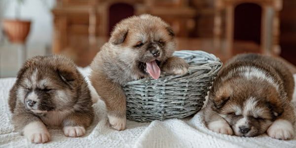 Poate fi vindecat parvovirusul canin?
