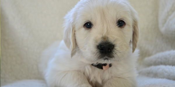 Pot fi vindecate pisicile cu peritonită infecțioasă felină?